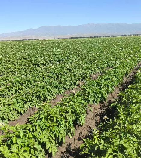 Wie sichert die Xinjiang-Wenxing-Kartoffelindustrie die Rohstoffversorgung durch den Kartoffelanbau im Frühjahr 2026?